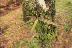 Sarcanthus pauciflorus